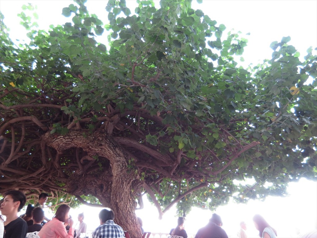 Hau Tree Lanai