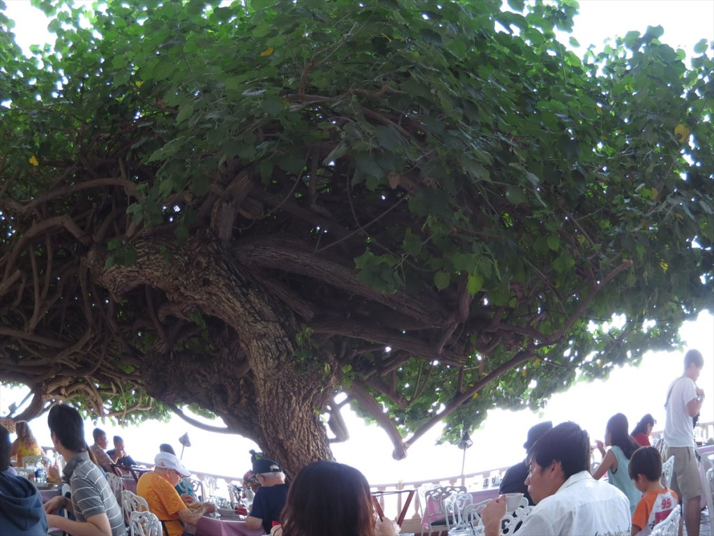 Hau Tree Lanai
